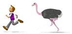 Ostrich liam